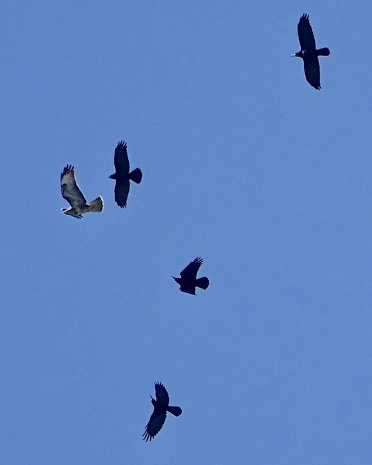 buzzard